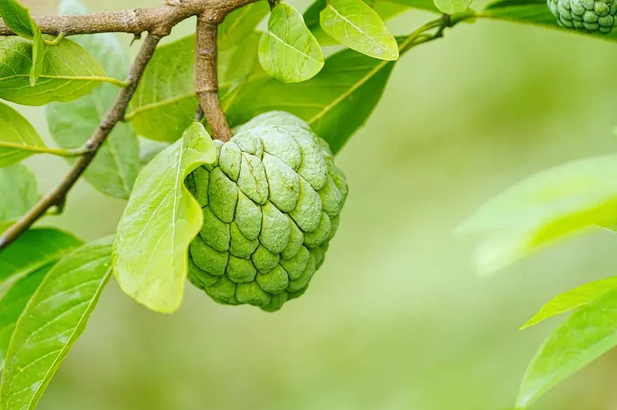 Custard Apple (Seetaphal 1kg)