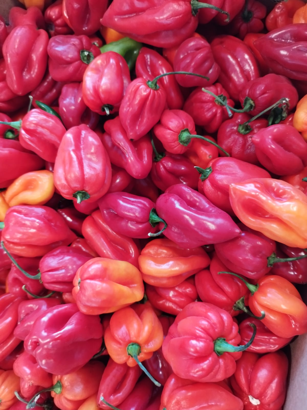 Afrikansk chili 250 g