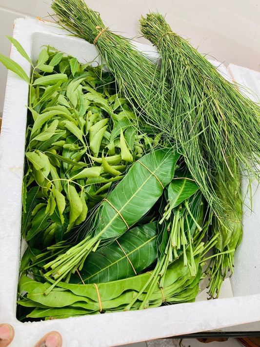 Fresh Mango & Neem leaves